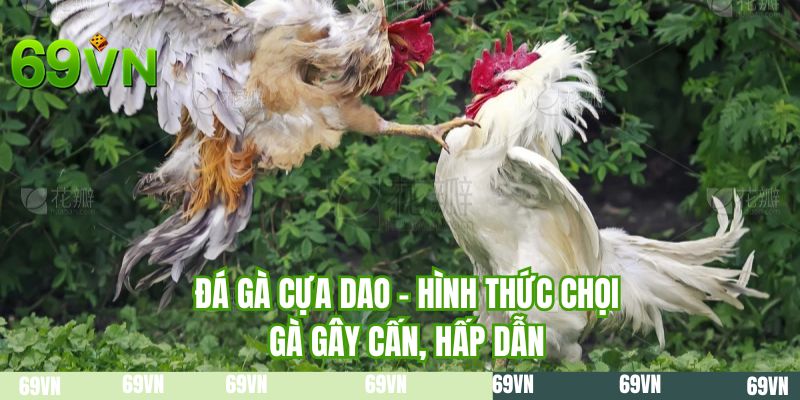 Đá gà cựa dao - Hình thức chọi gà gây cấn, hấp dẫn