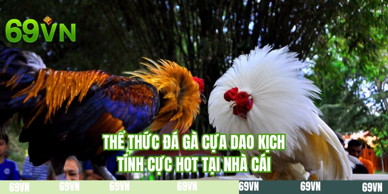 Thể thức đá gà cựa dao kịch tính cực HOT tại nhà cái