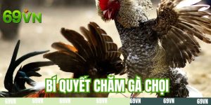 Bí Quyết Chăm Gà Chọi - Bí Kíp Giúp Gà Mạnh Hơn Đối Thủ