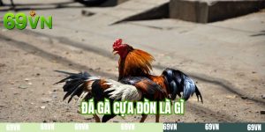 Đá Gà Cựa Đòn Là Gì | Nắm Vững Nền Tảng Cần Thiết Tại 69VN